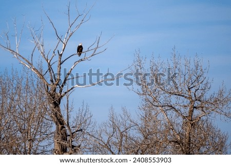 Bold Eagle sitting on a tree branch during sunny winter day