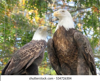 Bold Eagles At The Cape May Zoo Cape May County New Jersey