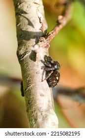 Bold Jumping Spider Crawls Up A Small Tree Branch
