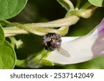 Bold jumping spider and his fly lunch