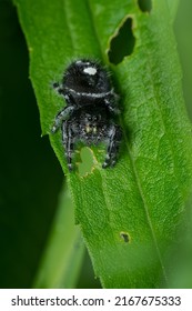 A Bold Jumping Spider Is Resting On A Blade Of Grass. Also Known As A Daring Jumping Spider. Taylor Creek Park, Toronto, Ontario, Canada.