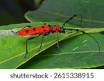 Bold Spotted Longhorn Beetle: A Vibrant Red Marvel on Bark
