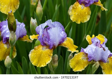 "Bold Statement" intermediate bearded iris in bloom. Raindrops on yellow and pastel blue-violet petals. Green plants in background. 
 - Shutterstock ID 1970213197