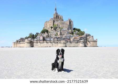 Bolder collie crossbreed in front of le Mont Saint Michel in Normandy, France