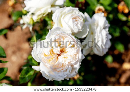 Bolero rose flower in the field. Scientific name: Rosa 'Bolero'
Flower bloom Color: White and white blend
 Imagine de stoc © 