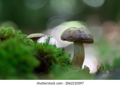 Boletale Boletus Leccinum In Close View