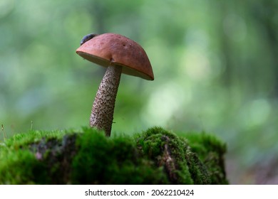 Boletale Boletus Leccinum In Close View