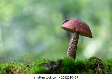 Boletale Boletus Leccinum In Close View