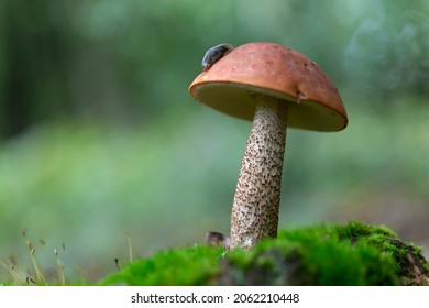 Boletale Boletus Leccinum In Close View