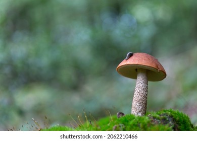 Boletale Boletus Leccinum In Close View