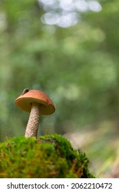 Boletale Boletus Leccinum In Close View