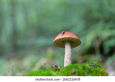 Boletale Boletus Leccinum In Close View