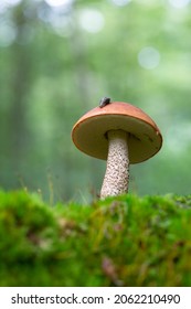 Boletale Boletus Leccinum In Close View