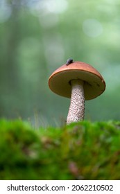 Boletale Boletus Leccinum In Close View