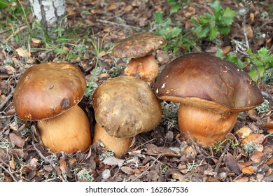 Boletus Aereus. Black Fungus.