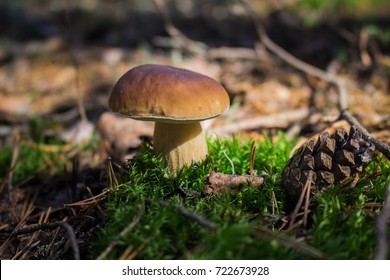 Boletus Edulis