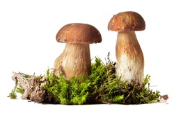 Boletus Edulis Isolated On White Background.Boletus. Mushrooms And Moss. Boletus On A White Background. Isolated On White Background