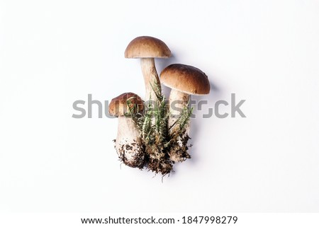 Boletus edulis mushroom isolated on white background. Copy space. Top view. Organic forest food, edible fresh picked Porcini mushroom. Autumn harvest concept. Cep mushroom picking.