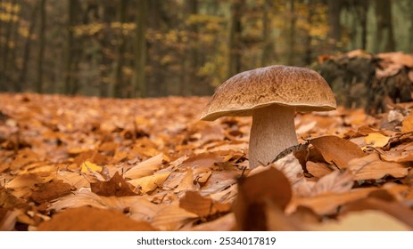 boletus edulis, boletus, mushroom picking, season, cap, edulis, mushroom, autumn, forest, deciduous forest, forest floor, undergrowth, brown, fruiting body, edible, fungi,  - Powered by Shutterstock