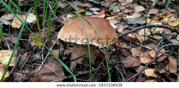 Boletus edulis mushroom with textured\
stalk and brown cap among grass and dry leaves close\
up