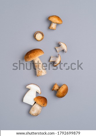 Boletus edulis mushrooms of different sizes on a gray background, top view. Organic food, forest mushrooms. Edible mushrooms collected from a german forest