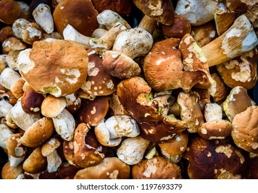 Boletus Edulis,  penny bun or porcino is wild edible mushroom. Bunch of home picked wild Boletus Edulis mushrooms fungus. Texture pattern of a heap of edible fungus. - Shutterstock ID 1197693379