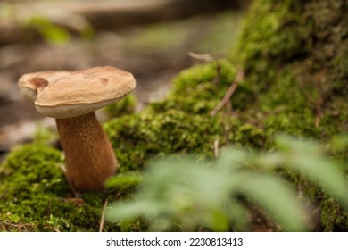 Boletus edulis porcini mushroom with dried leaves and pine needles on the ground. Wild Penny Bun mushroom in the woods. - Shutterstock ID 2230813413
