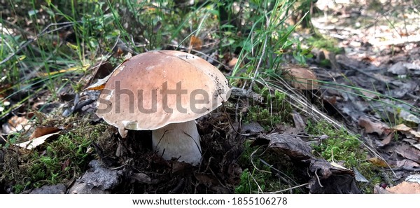 Boletus edulis White mushroom with a light brown\
cap in the grass and moss\
close-up