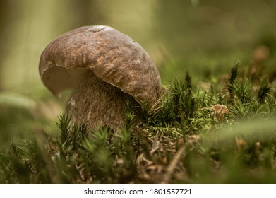 boletus mushroom on moss in the forest