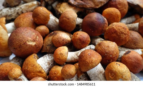 boletus mushrooms in the autumn - Shutterstock ID 1484985611