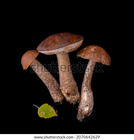 Similar – Image, Stock Photo mushroom Food