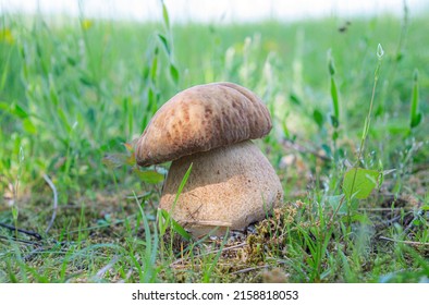 Boletus Reticulatus Known As Summer Cep. Edible Wild Mushroom