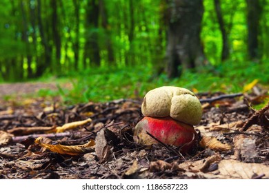 Boletus satanas mushroom in