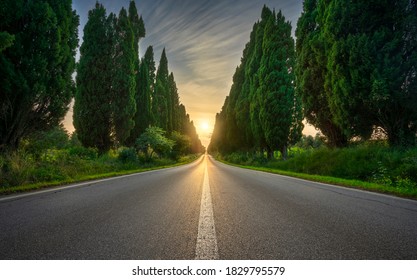 Bolgheri famous cypresses trees straight boulevard landscape at sunset. Maremma landmark, Tuscany, Italy, Europe.