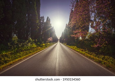 Bolgheri famous cypresses trees straight boulevard landscape at sunset. Maremma landmark, Tuscany, Italy, Europe.