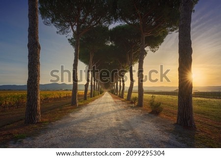 Bolgheri pine tree lined road and vineyards at sunrise. Castagneto Carducci, Maremma Tuscany region, Italy, Europe.