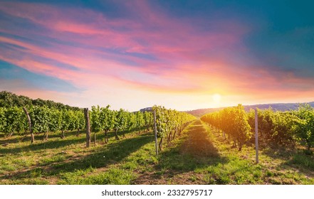 Bolgheri vineyard, olive trees and flowers at sunset. Tree as a frame, autumn season. Landscape in Maremma, Tuscany, Italy, Europe. High quality photo - Powered by Shutterstock