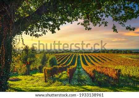 Bolgheri vineyard, olive trees and flowers at sunset. Tree as a frame, autumn season. Landscape in Maremma, Tuscany, Italy, Europe.