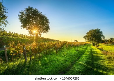 Bolgheri vineyard, trees and road. Maremma panorama in autumn, Tuscany, Italy, Europe. - Shutterstock ID 1846009285