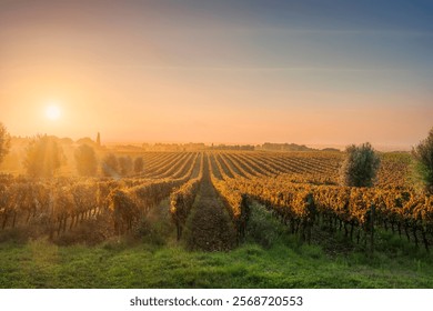 Bolgheri vineyards, olive trees in a foggy sunset. Autumn season. Alta Maremma, Tuscany region, Italy, Europe.