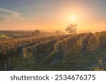 Bolgheri vineyards and a tree in a foggy sunset. Castagneto Carducci, Tuscany region, Italy