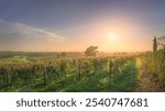 Bolgheri vineyards and trees in a foggy sunset. Castagneto Carducci, Tuscany region, Italy