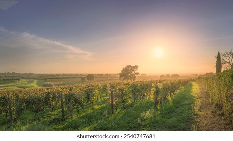 Bolgheri vineyards and trees in a foggy sunset. Castagneto Carducci, Tuscany region, Italy