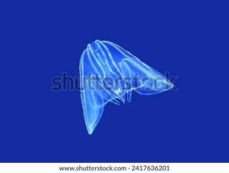 Bolinopsis mikado on isolated blue background. Bolinopsis is a species of comb jellies in the family Bolinopsidae. 