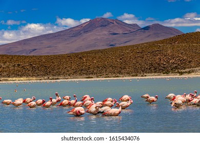 Bolivia, the southwest of the Altiplano, Potosi Department. Eduardo Avaroa Andean Fauna National Reserve. Puna flamingos (Phoenicoparrus jamesi) at Laguna Hedionda. Selective focus in the foreground