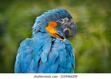 Bolivia wildlife, big blue parrot. Blue-throated macaw, Ara glaucogularis, also known Caninde macaw or Wagler's macaw, is a macaw endemic to a small area of north-central Bolivia. Sunnyday in tropic.