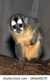 Bolivian Night Monkey (Aotus Azarae Boliviensis); Portrait