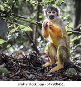 Bolivian Squirrel Monkey