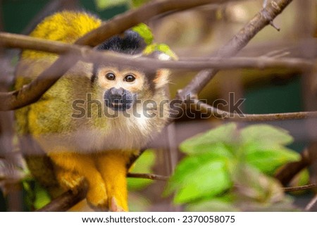 The Bolivian Squirrel Monkey (Saimiri boliviensis) is a small, agile primate native to the forests of Bolivia, admired for its playful antics.