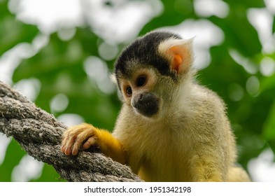 Bolivian Squirrel Monkey Sits On Tree